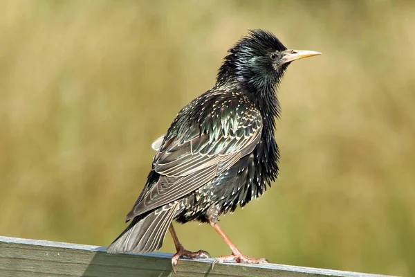 Selective Focus Closeup Shot Common Starling Looking Side — Stock Photo, Image