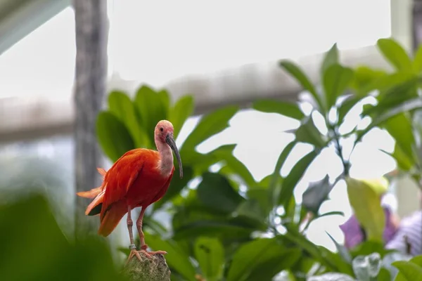 Close Bonito Vermelho Ibis Uma Planta Verde Durante Dia — Fotografia de Stock