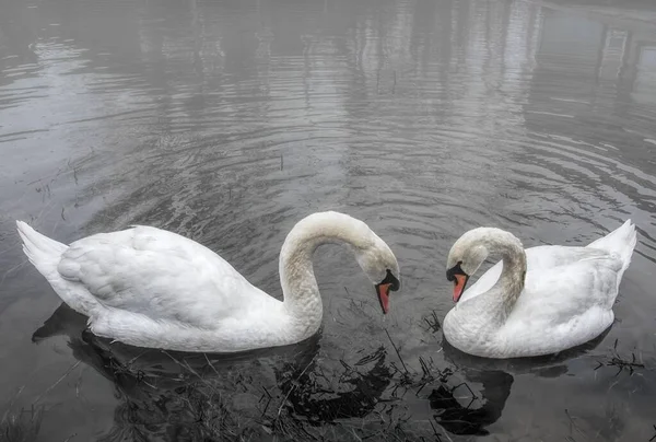 Beautiful Shot Two White Swans Lake Daytime Concept Love — Stock Photo, Image