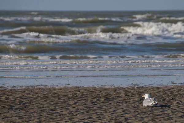 一张美丽的照片 是一只孤立的海鸥坐在沙滩上 背景是波涛汹涌的海洋 — 图库照片