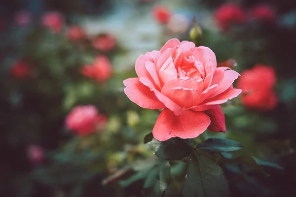 一张粉色花园的特写照片在自然背景模糊的背景下升起 这对博客来说很好 — 图库照片