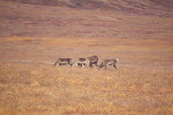 Μια Ομάδα Ελαφιών Περιπλανιέται Στις Πύλες Του Εθνικού Πάρκου Αρκτικής — Φωτογραφία Αρχείου