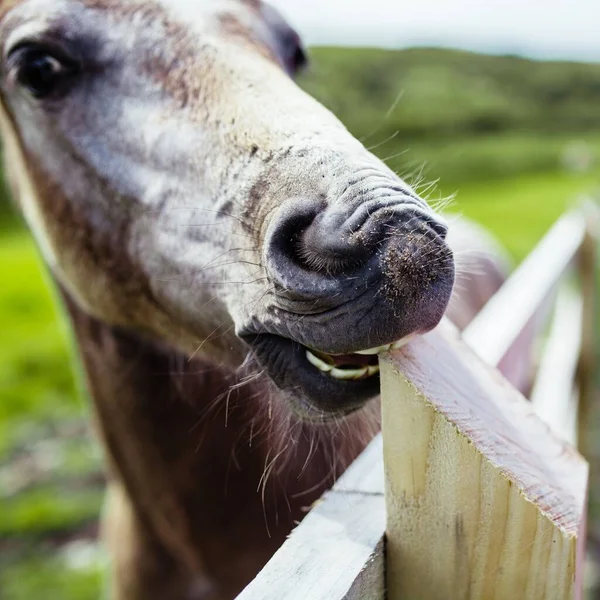 Closeup Shot Donkey Head Trying Bite Wooden Board Teeth Stock Image