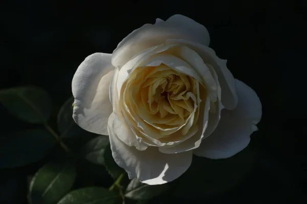 Gros Plan Une Belle Rose Blanche Avec Fond Noir — Photo