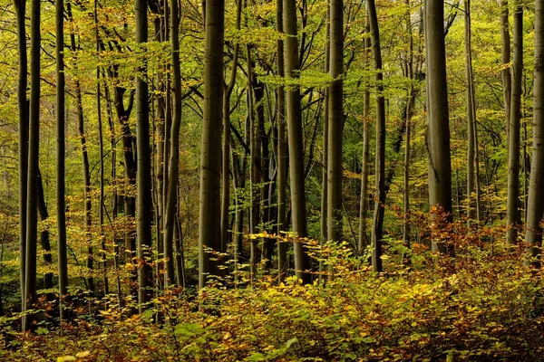 Een Prachtige Opname Van Een Bos Met Hoge Groene Bladbomen — Stockfoto