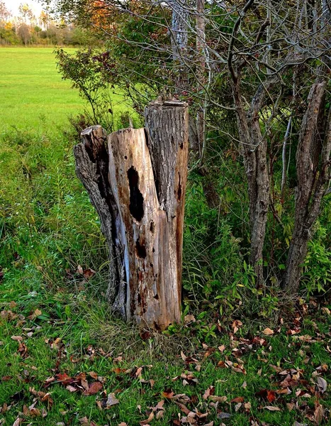 Eine Vertikale Aufnahme Eines Baumstumpfes Der Nähe Kahler Bäume Einem — Stockfoto