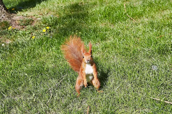 Närbild Söt Brun Och Vit Ekorre Mitt Grön Skog — Stockfoto