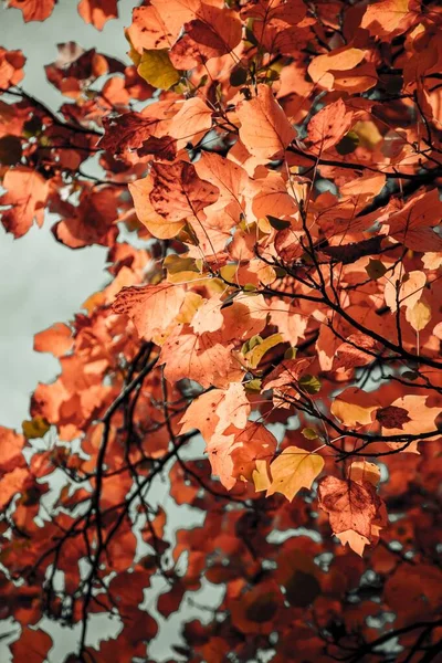 Vertical Closeup Shot Tree Orange Yellow Leaves Blurred Background — Stock Photo, Image