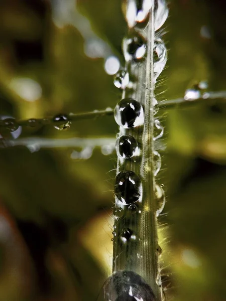 Macro photography of a green plant with thorns covered with dewdrops isolated on natural background — Stock Photo, Image