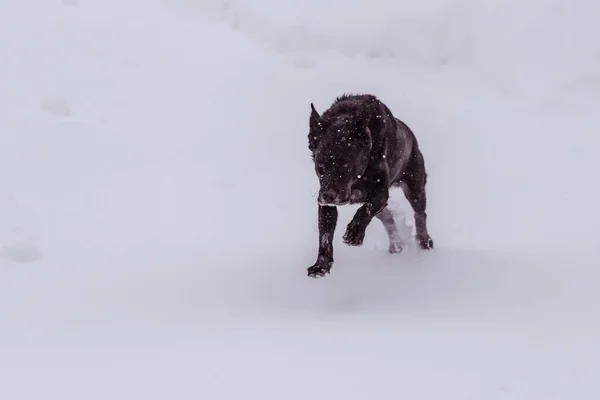 A black dog covered with snowflakes a furiously running in a snowy area