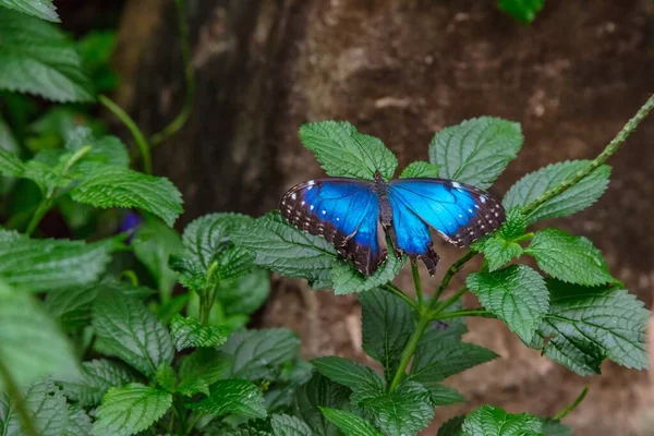 Closeup Shot Cute Blue Butterfly Standing Green Plant Isolated Blurred — Stock Photo, Image