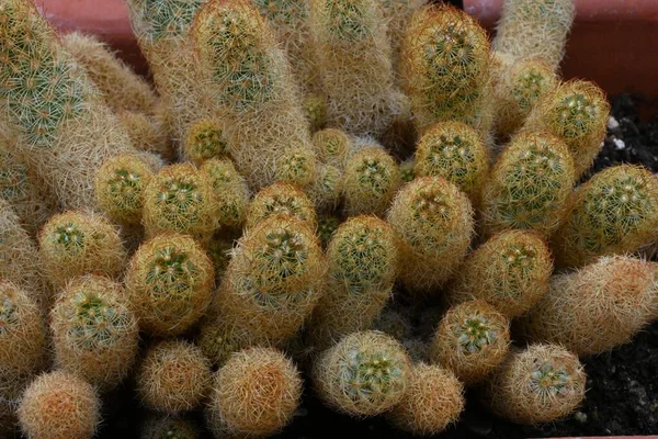 Primer Plano Del Cactus San Pedro Ideal Para Hermoso Fondo — Foto de Stock