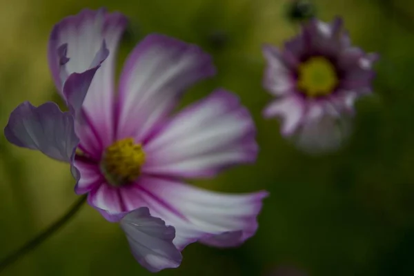 Tiro Seletivo Foco Duas Flores Rosa Brancas Cosmos Jardim Fundo — Fotografia de Stock