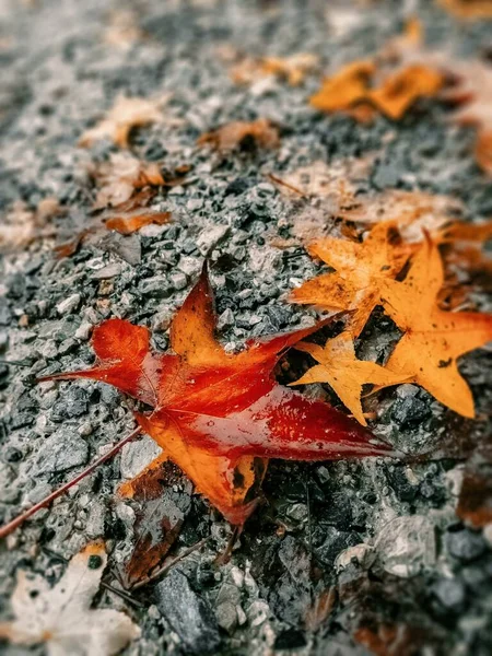 Eine Vertikale Nahaufnahme Eines Herbstlichen Ahornblattes Auf Dem Boden Ideal — Stockfoto