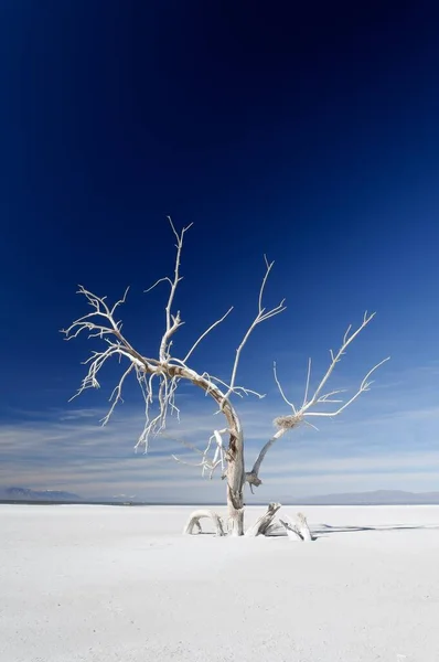 Vertical shot of an isolated bare frozen tree growing in the snowy ground — 스톡 사진