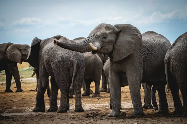 Grupo Elefantes Exóticos Suelo Fangoso Selva — Foto de Stock