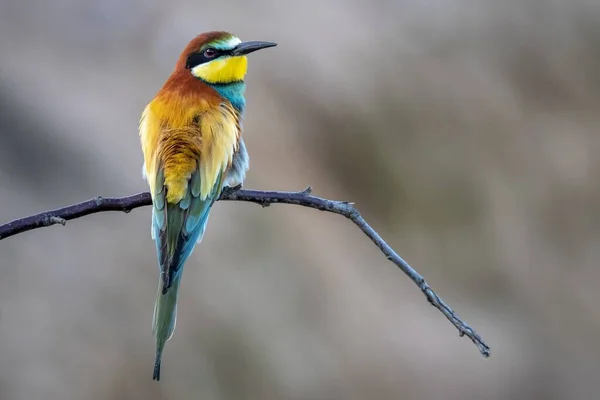 Arı Yiyen Güzel Bir Kuşun Bulanık Bir Arka Plandaki Ağaç — Stok fotoğraf