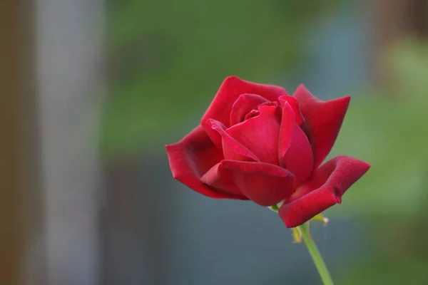 Selektivní Záběr Krásné Rozkvetlé Červené Růže Rozmazaném Pozadí Ideální Pro — Stock fotografie