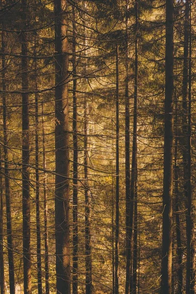 Ένα Κάθετο Πλάνο Από Ένα Δάσος Γεμάτο Όμορφα Ψηλά Δέντρα — Φωτογραφία Αρχείου