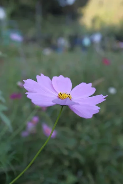 Vertikal selektiv fokusbild av en vacker rosa trädgård kosmos i suddig svinga — Stockfoto