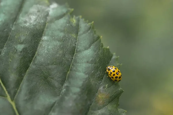 Tiro de close-up de uma bela joaninha amarela em uma grande folha verde — Fotografia de Stock