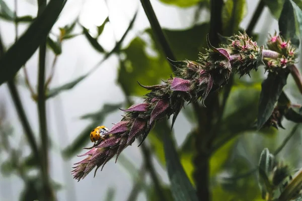 在丛林中的一个美丽的紫色植物上选择性地拍摄瓢虫的焦点 — 图库照片