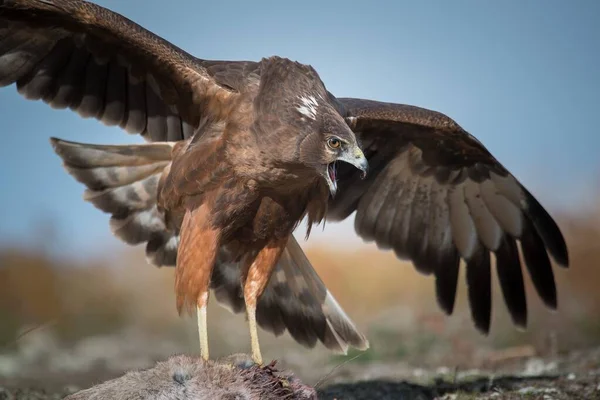 Eine Faszinierende Nahaufnahme Eines Rasenden Neuseeländischen Wildfalken Mit Offenen Flügeln — Stockfoto