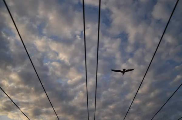 Tiro Ángulo Bajo Pájaro Volando Sobre Cables Con Cielo Nublado —  Fotos de Stock