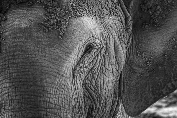 Egy Szürkeárnyalatos Közelkép Egy Öreg Bőrű Elefánt Szeméről Szomorúság Fogalma — Stock Fotó