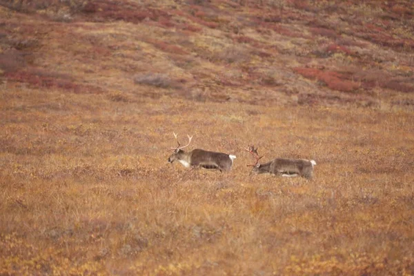 Beautiful Shot Cute Deers Wandering Gates Arctic National Park — Stock Photo, Image