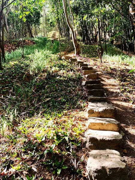 Ormanın Ortasında Taş Merdiven Olan Dar Bir Patikanın Dikey Görüntüsü — Stok fotoğraf
