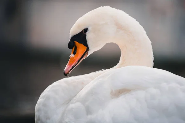 Primo Piano Bellissimo Cigno Bianco Lago — Foto Stock