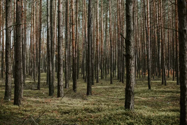 Красивий Низькокутний Знімок Лісу Високими Сухими Деревами Ростуть Землі Свіжою — стокове фото