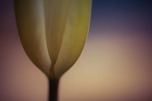Beau Cliché Tige Une Tulipe Jaune Sur Fond Complètement Flou — Photo