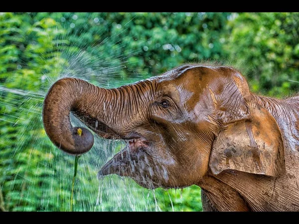 Közelkép Szelektív Fókusz Lövés Egy Aranyos Elefánt Ivóvíz Egy Boldog — Stock Fotó