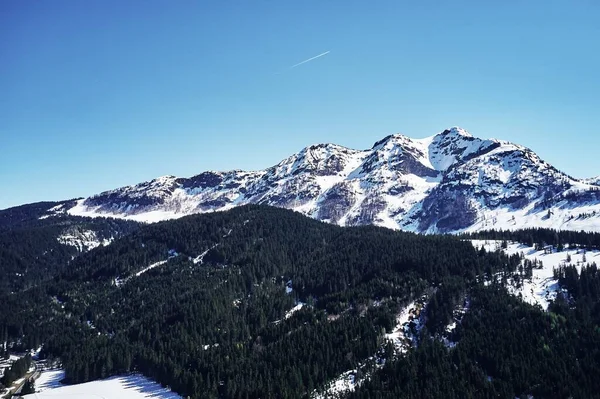 一个美丽的低角度拍摄的森林在冬天 以雪山为背景 — 图库照片