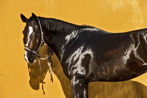 Gros Plan Cheval Étalon Brun Brillant Isolé Sur Fond Jaune — Photo