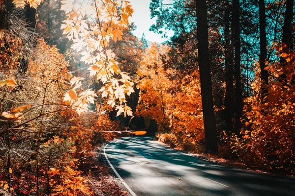 Belo Tiro Uma Estrada Floresta Cercada Por Árvores Com Folhas — Fotografia de Stock