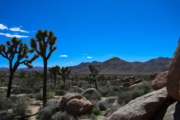 Een Prachtig Shot Van Cactussen Die Groeien Omringd Door Heuvels — Stockfoto