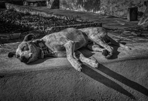 Scatto in scala di grigi di un stanco cane carino senzatetto che dorme per strada nel pomeriggio — Foto Stock