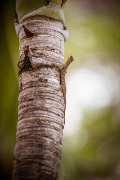 Вибірковий фокус середньої частини дерева на ізольованому зеленому фоні — стокове фото