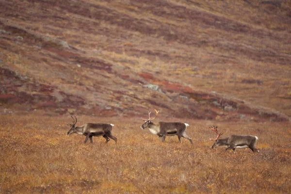 Piękne Ujęcie Słodkich Jeleni Wędrujących Bramach Arktycznego Parku Narodowego — Zdjęcie stockowe