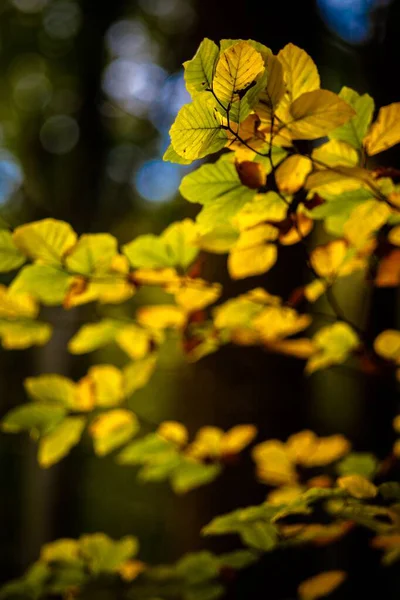 Vertical Closeup Shot Yellow Leaves Blurred Natural Background Germany — Stock Photo, Image