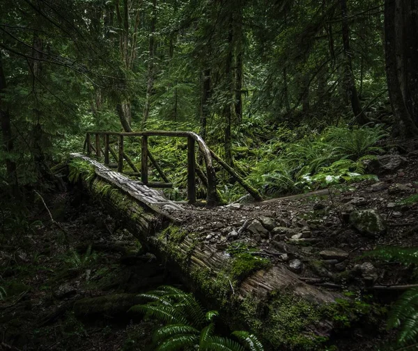 緑の木々に囲まれた森の中の木造橋の美しい景色 — ストック写真