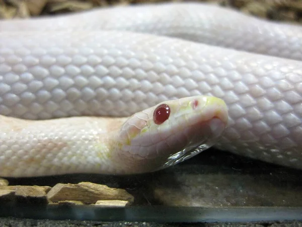 Closeup Shot Red Eyed White Snake — Stock Photo, Image