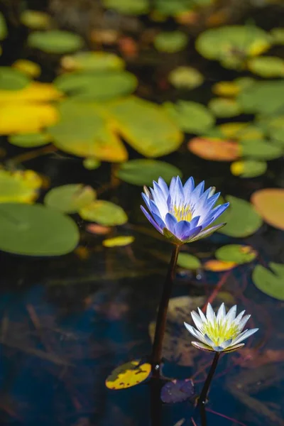 Plan vertical d'un beau lotus bleu et d'un lotus blanc sur un étang — Photo