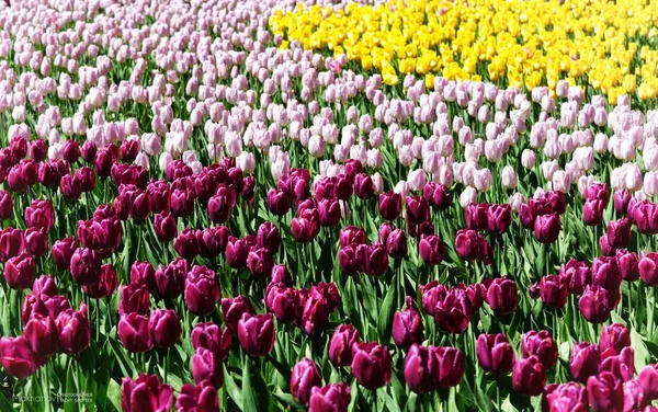 Vacker Bild Ett Fält Med Olika Färg Tulpan Blommor Dagen — Stockfoto