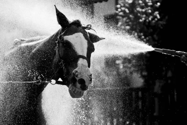 Tiro Tons Cinza Cavalo Garanhão Sorrindo Enquanto Desfruta Espirro Fresco — Fotografia de Stock