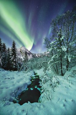 A vertical shot of a beautiful snow covered forest and mountains under the amazing northern lights in Norway clipart