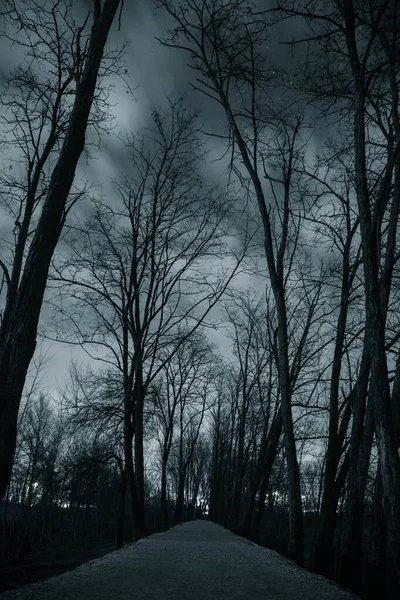 Vertical gray scale shot of a road surrounded with thin tall trees under the cloudy sky — 스톡 사진